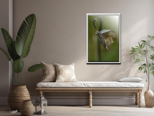 After the Seeds-Fine Art Photography-Macro Milkweed Pod