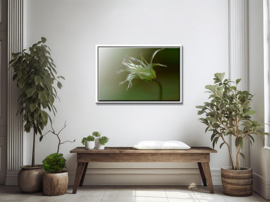 Whisper of Green-Fine Art Photography-Macro of Clematis After the Petals