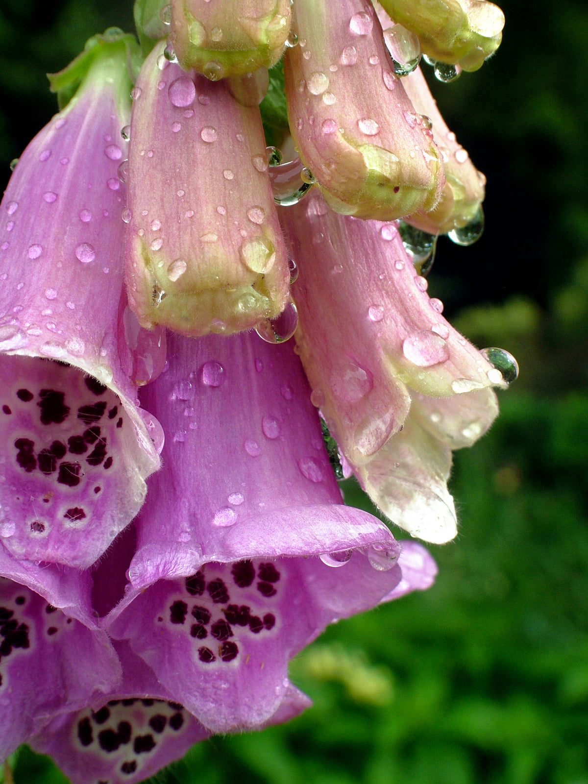 Pink Foxglove flowers in the rain. Fine Art Photography. Kristen Olivares