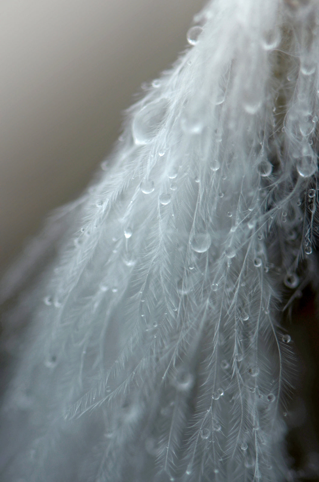 Waterdrops beaded up upon a white feather. Fine Art Photography. Kristen Olivares.