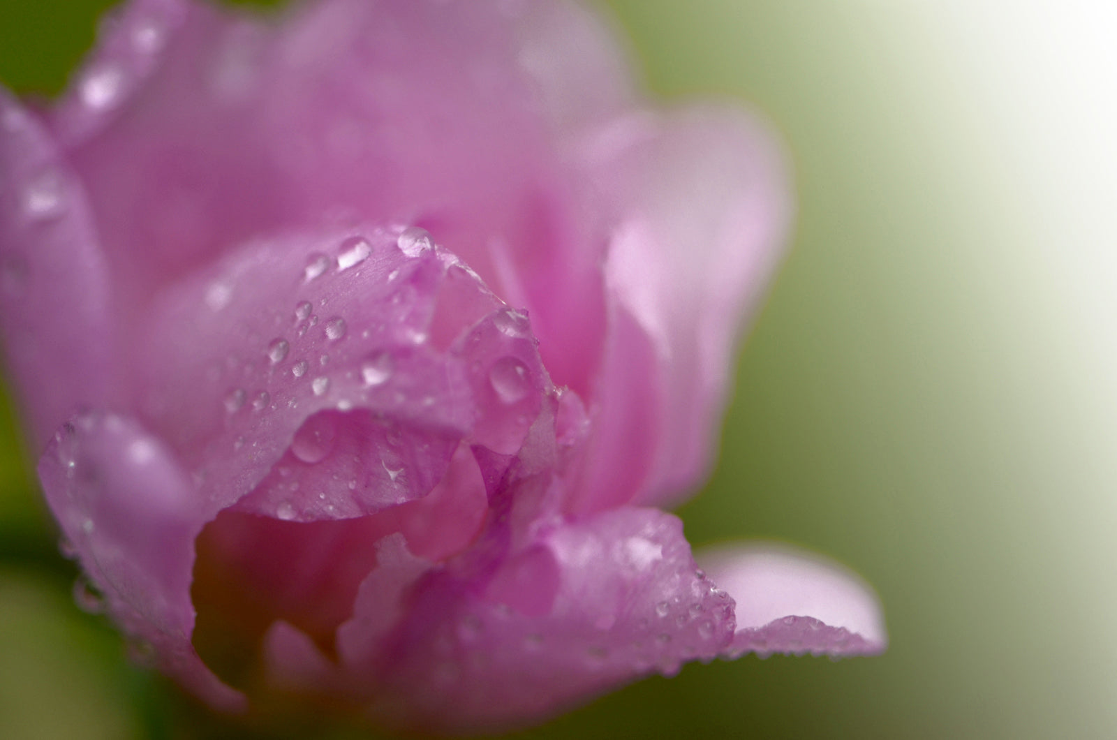 Rain drops on a pink Peony Flower.  Fine Art Photography. Kristen Olivares