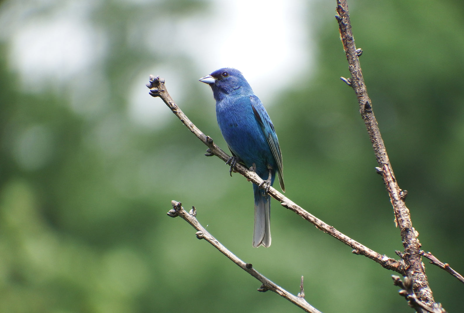A beautiful blue Indigo Bunting bird.  Fine Art Photography. Kristen Olivares