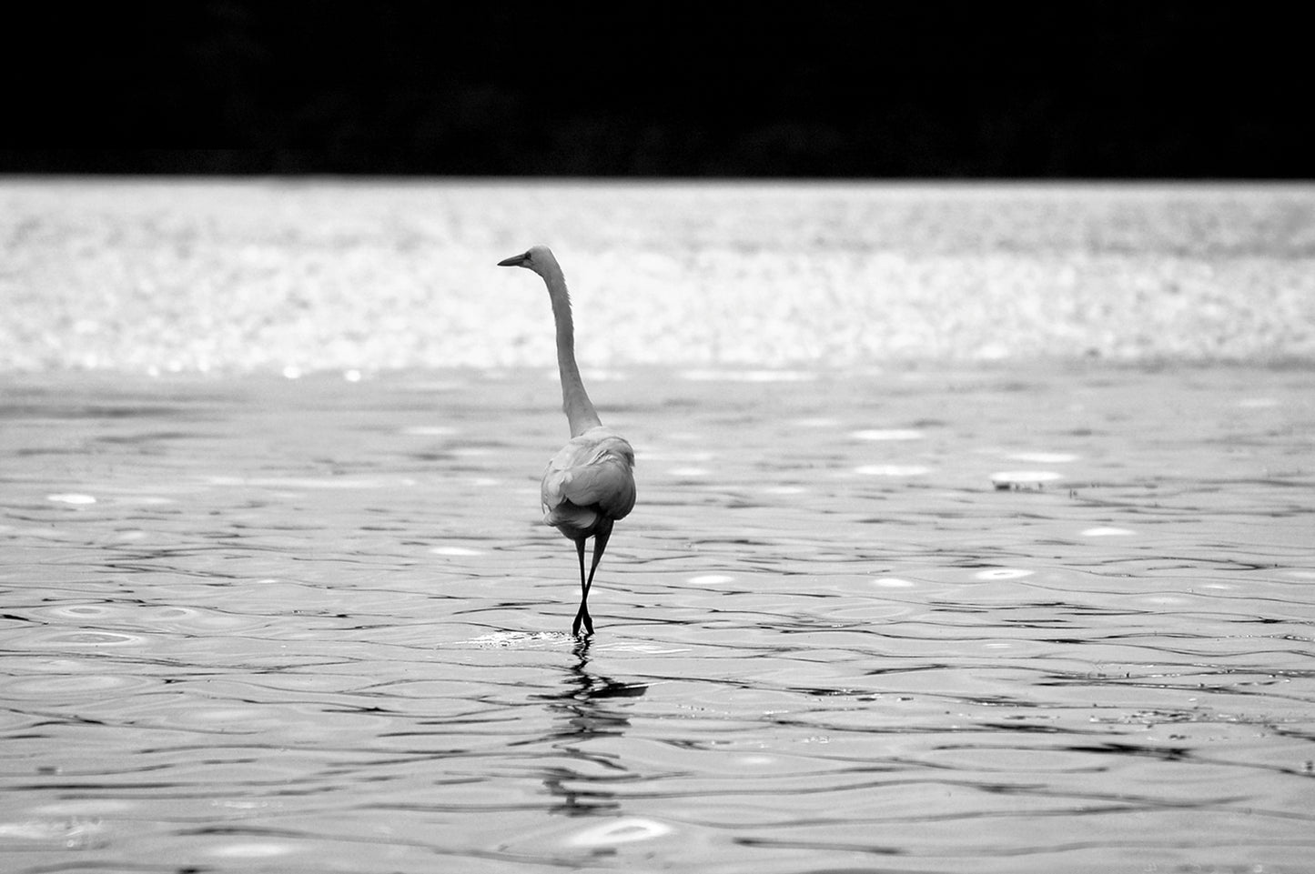 White Egret walking out in the lake. Fine Art Photography. Kristen Olivares