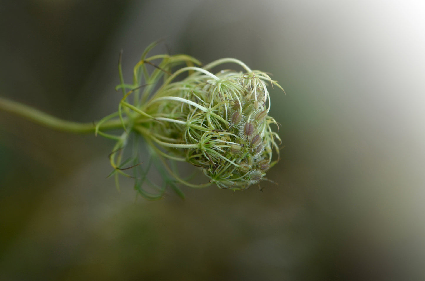 Gone to Seed-Fine Art Photography-Macro Queen Ann's Lace gone to seed