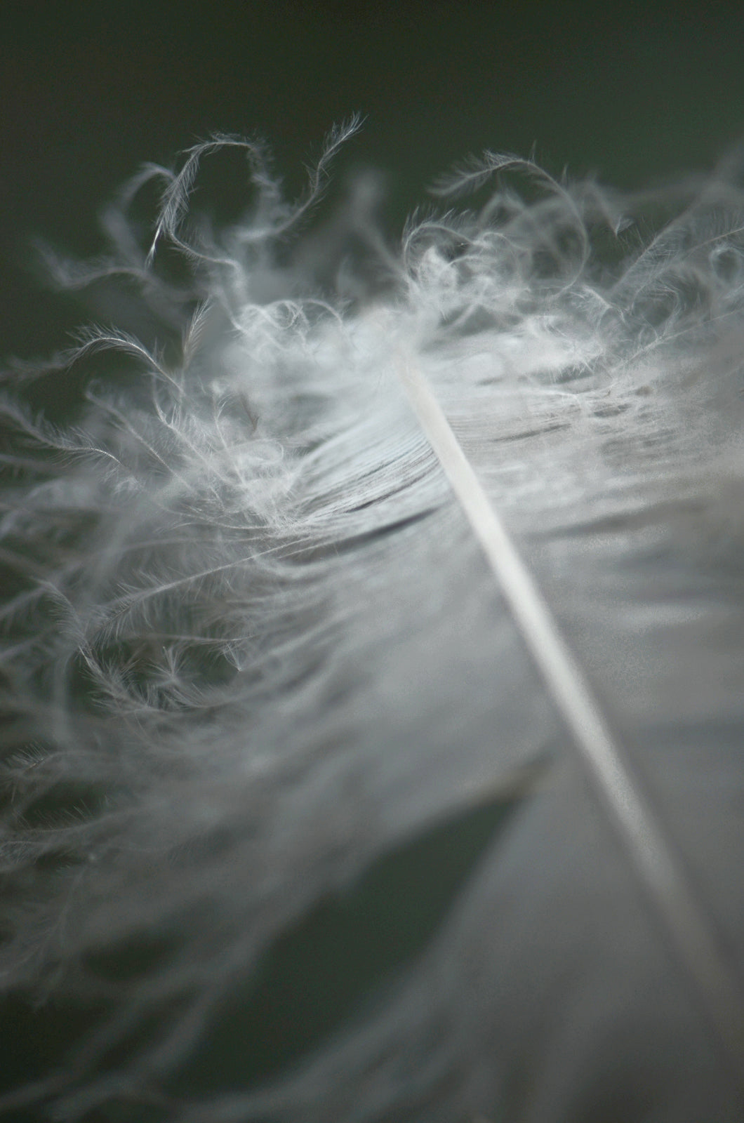 Soft as a Feather-Fine Art Photography-Macro Feather