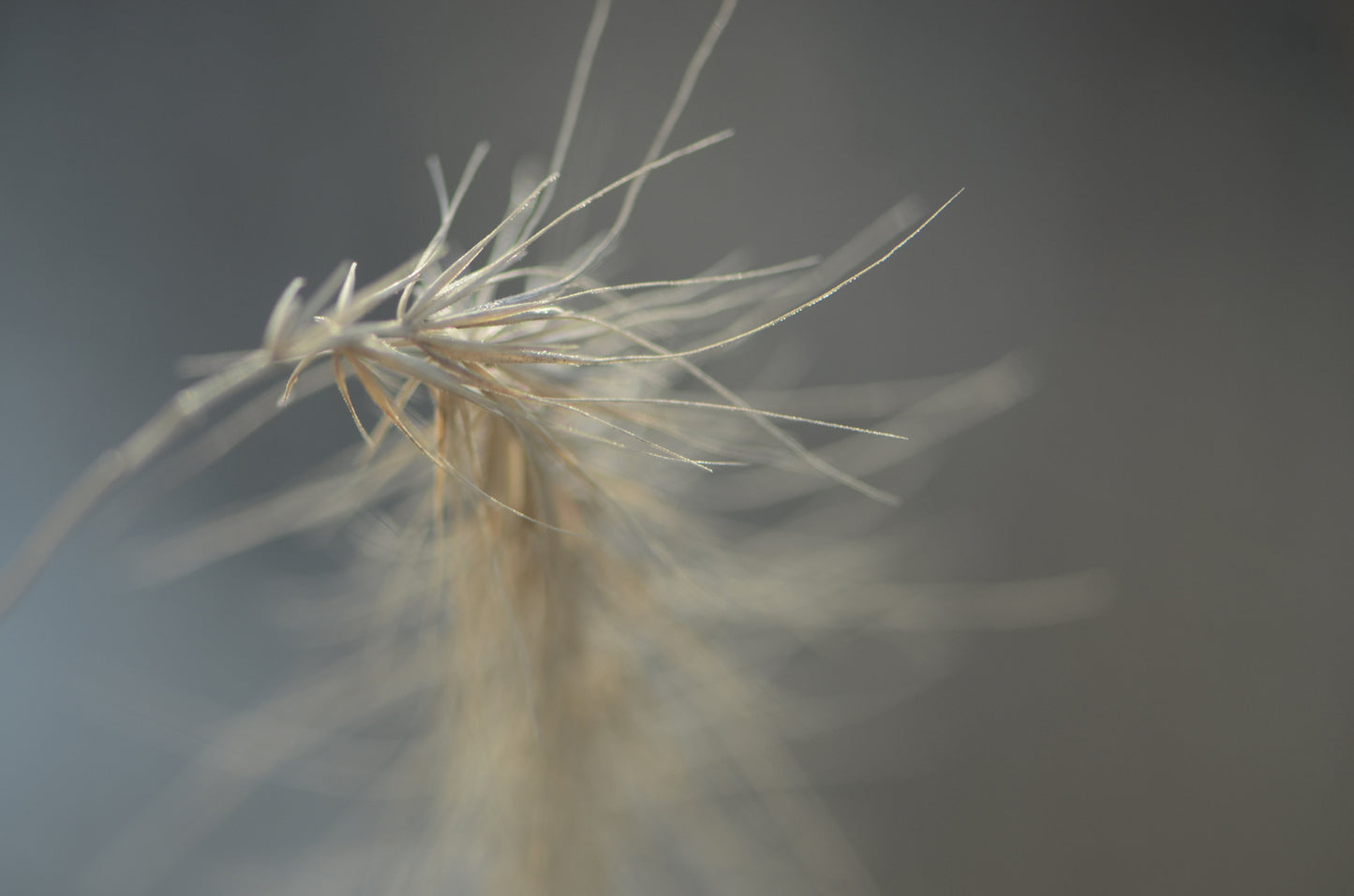 Dried Grass as Art-Fine Art Photography-Macro of Dried Grass