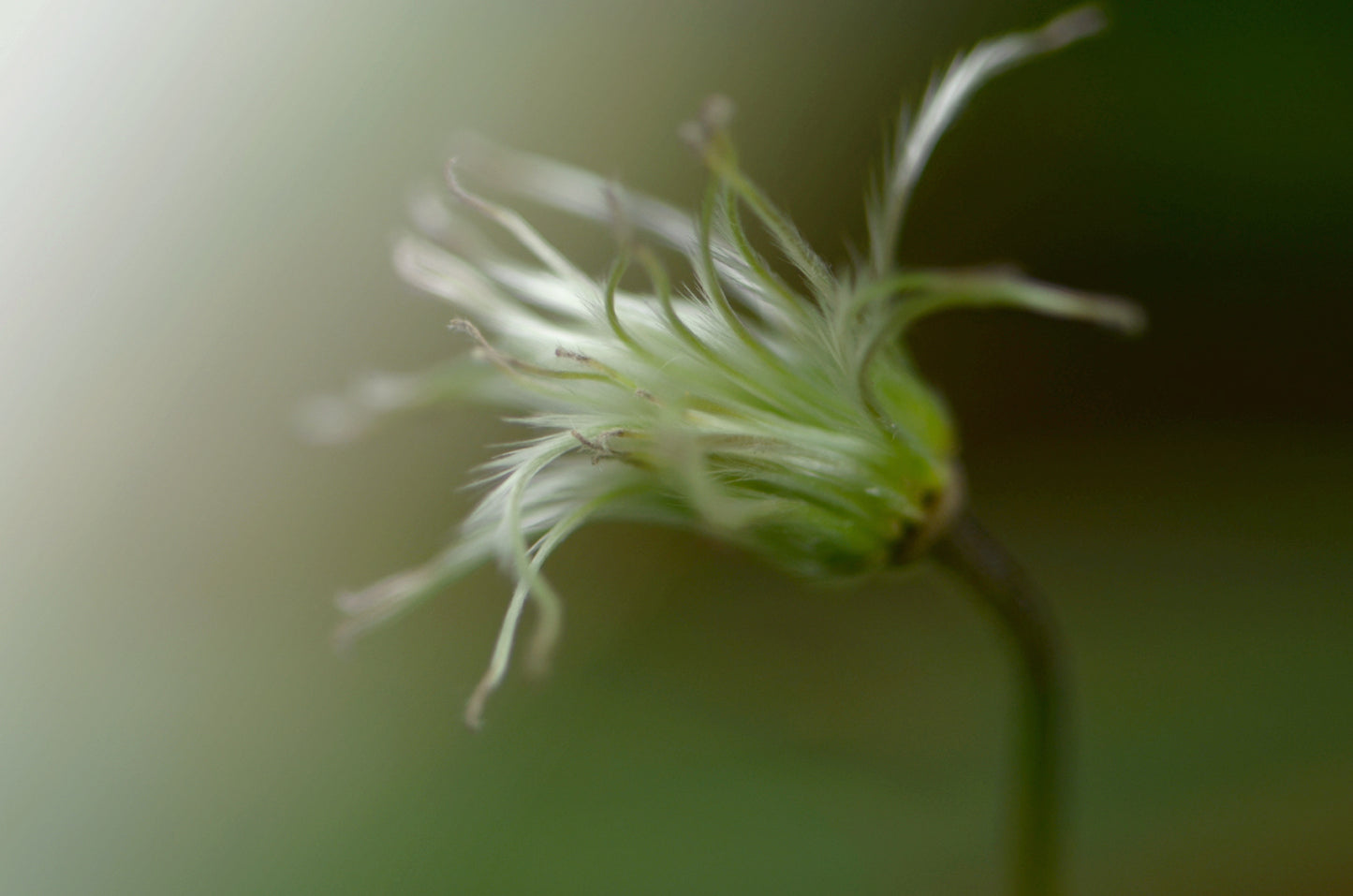 Whisper of Green-Fine Art Photography-Macro of Clematis After the Petals