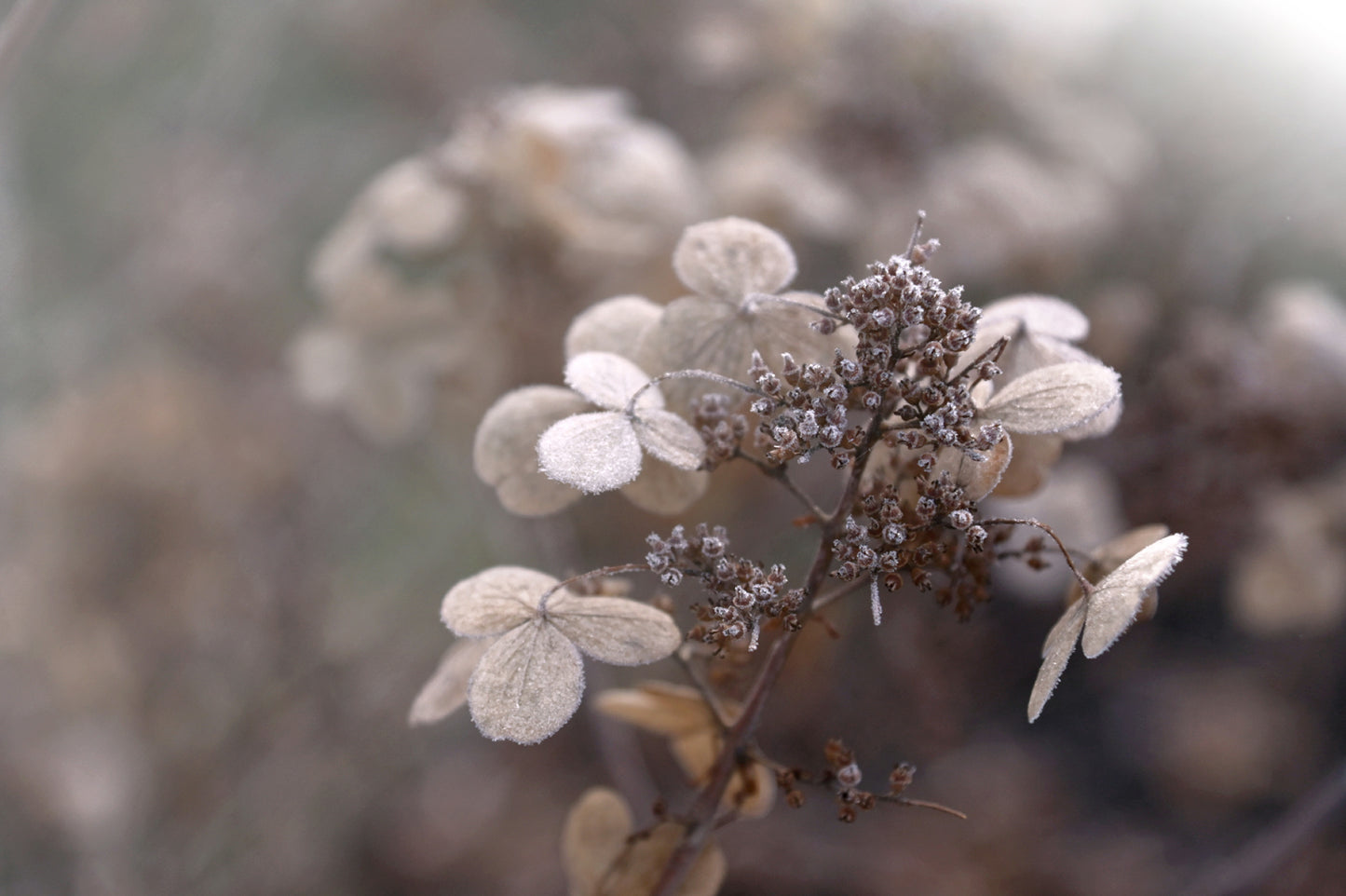 A Fine Frost-Fine Art Photography-Dried Hydrangeas Coated with a Little Frost.