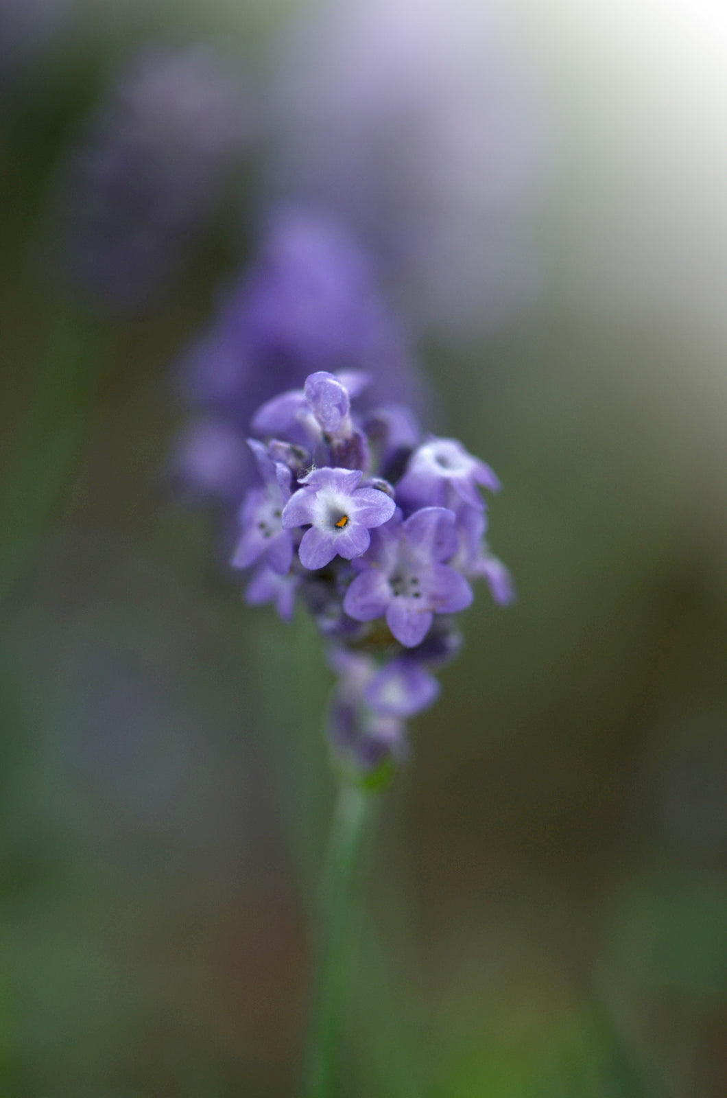 Purple Heliotrope Flowers. Fine Art Photography. Kristen Olivares