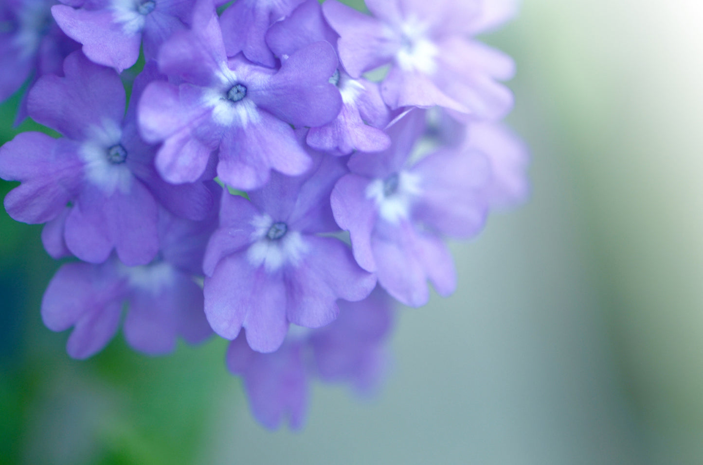 Purple Phlox Flowers. Fine Art Photography. Kristen Olivares