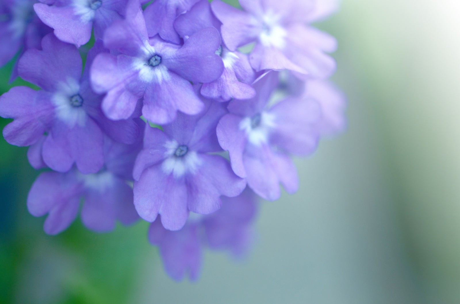 Purple Phlox Flowers.  Fine Art Photography. Kristen Olivares