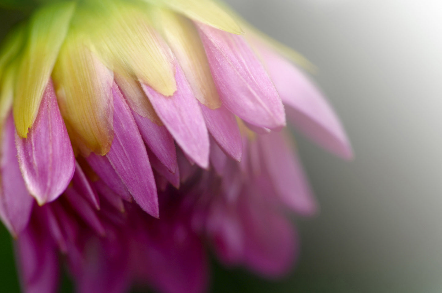 A pink Dahlia flower. Fine Art Photography. Kristen Olivares