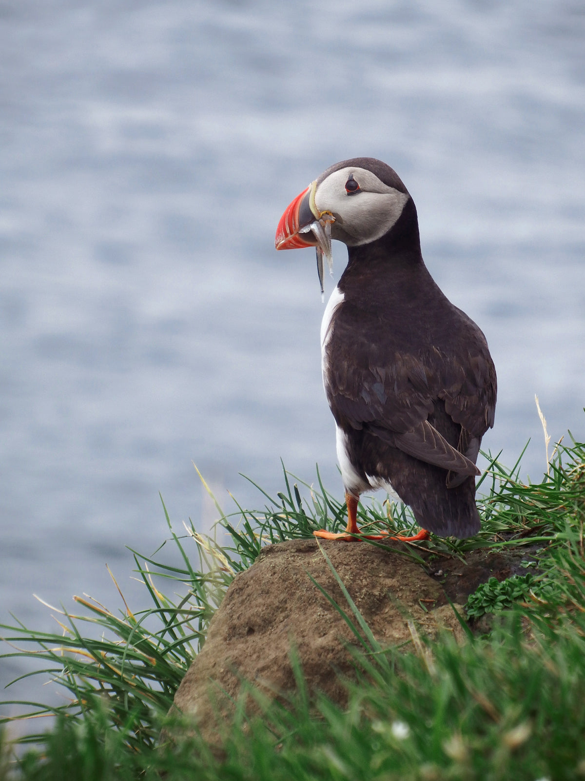 Puffin with fish in it's beak in the Faroe Islands. Mykines island.  Fine Art Photography. Kristen Olivares.