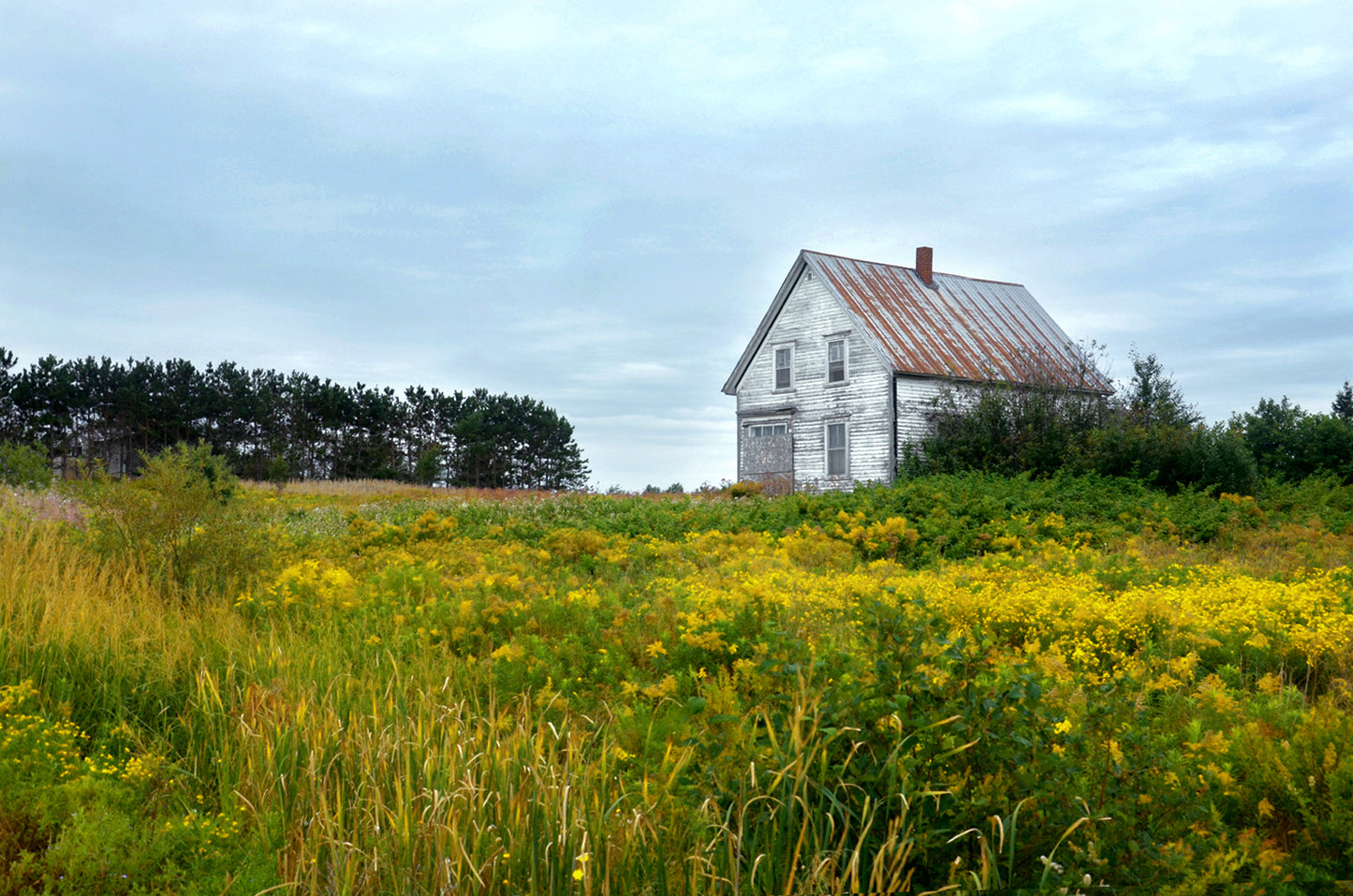 Abandoned home in a yellow field of flowers in Canada. Fine Art Photography. Kristen Olivares