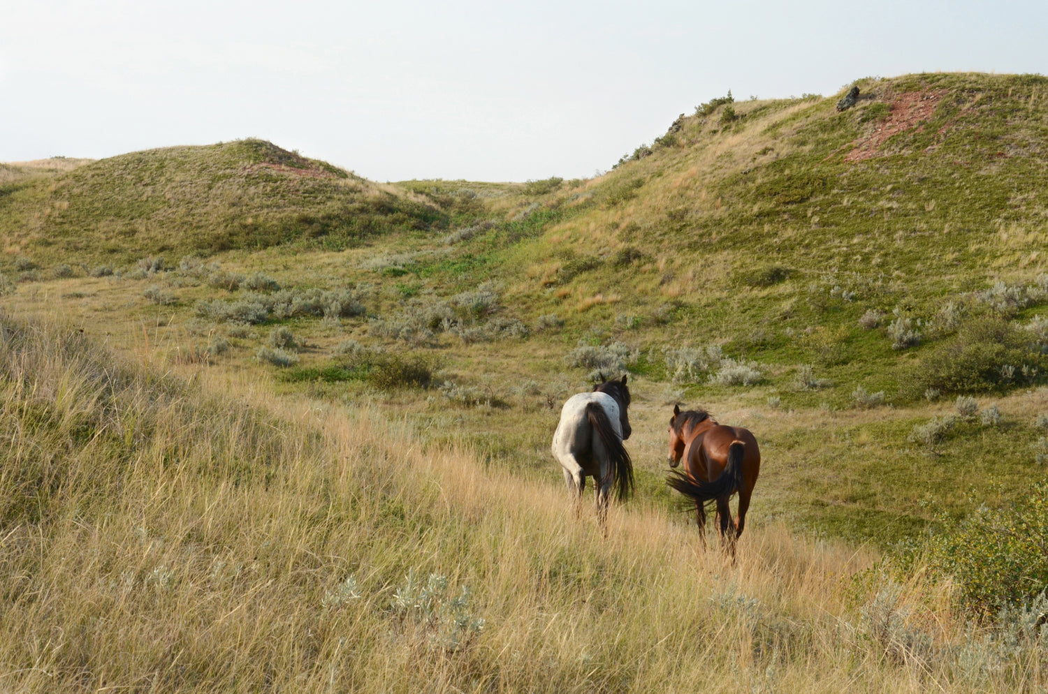 Two wild horses walking side by side in Yellowstone. Fine Art Photography. Kristen Olivares.
