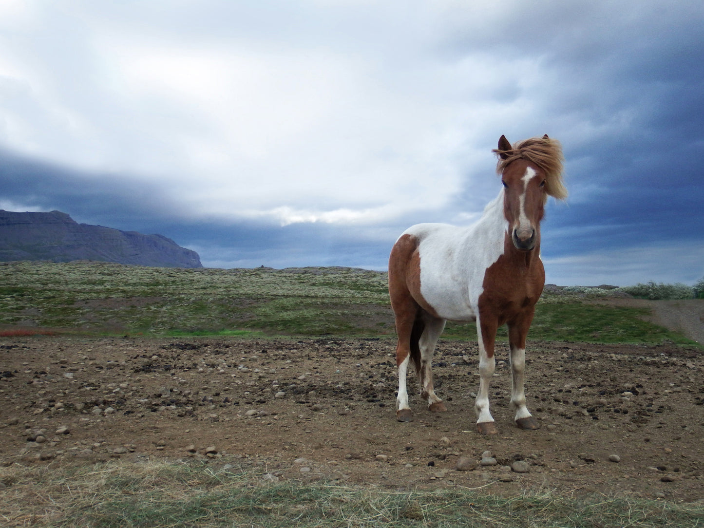 Wild Icelandic horse, Iceland. Fine Art Photography. Kristen Olivares