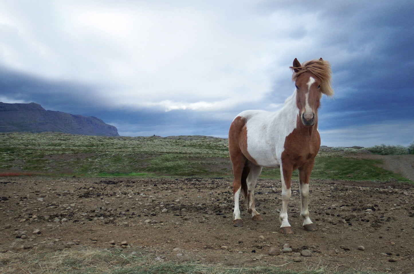 Powerful She Stands-Fine Art Photography-Wild Icelandic Horse-Iceland