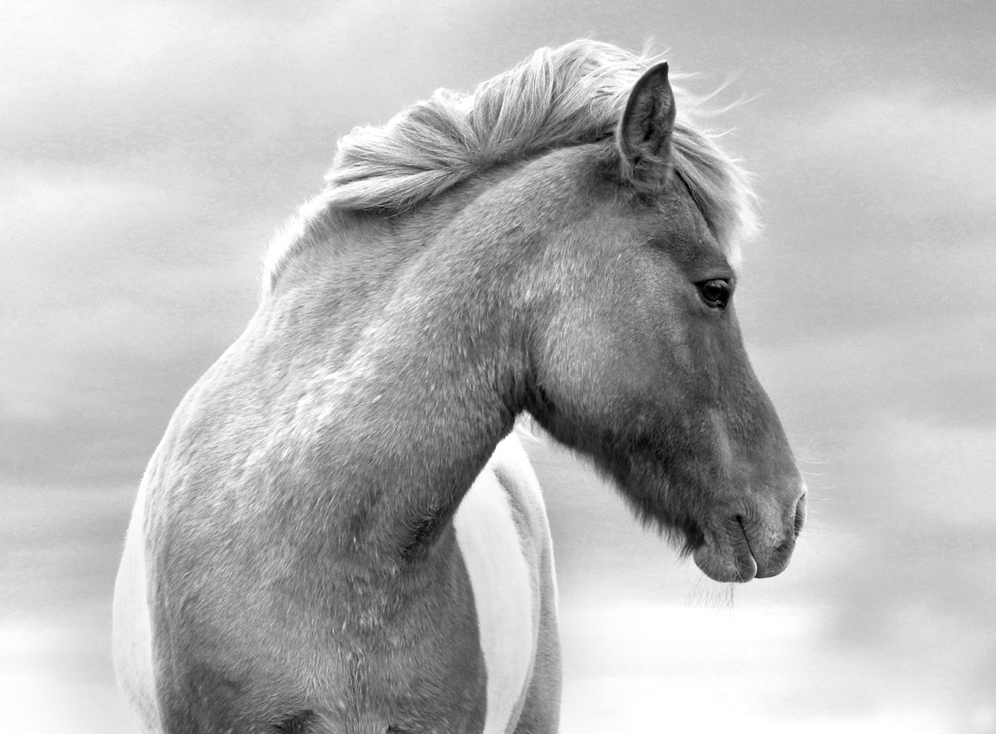 Wild horse in Iceland. Icelandic Horse. Black and white. Fine Art Photography. Kristen Olivares