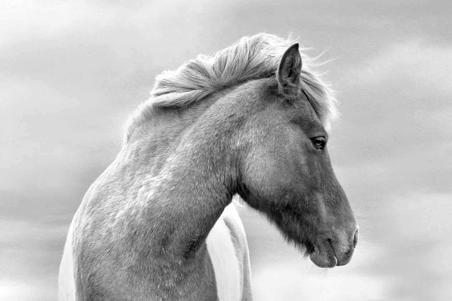 Flaunting Beauty-Fine Art Photography-Wild Icelandic Horse-Iceland-Black and White