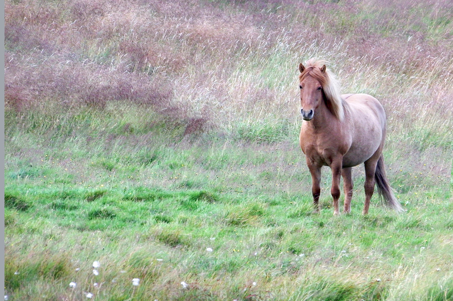 Free In The Field-Fine Art Photography-Wild Icelandic Horse
