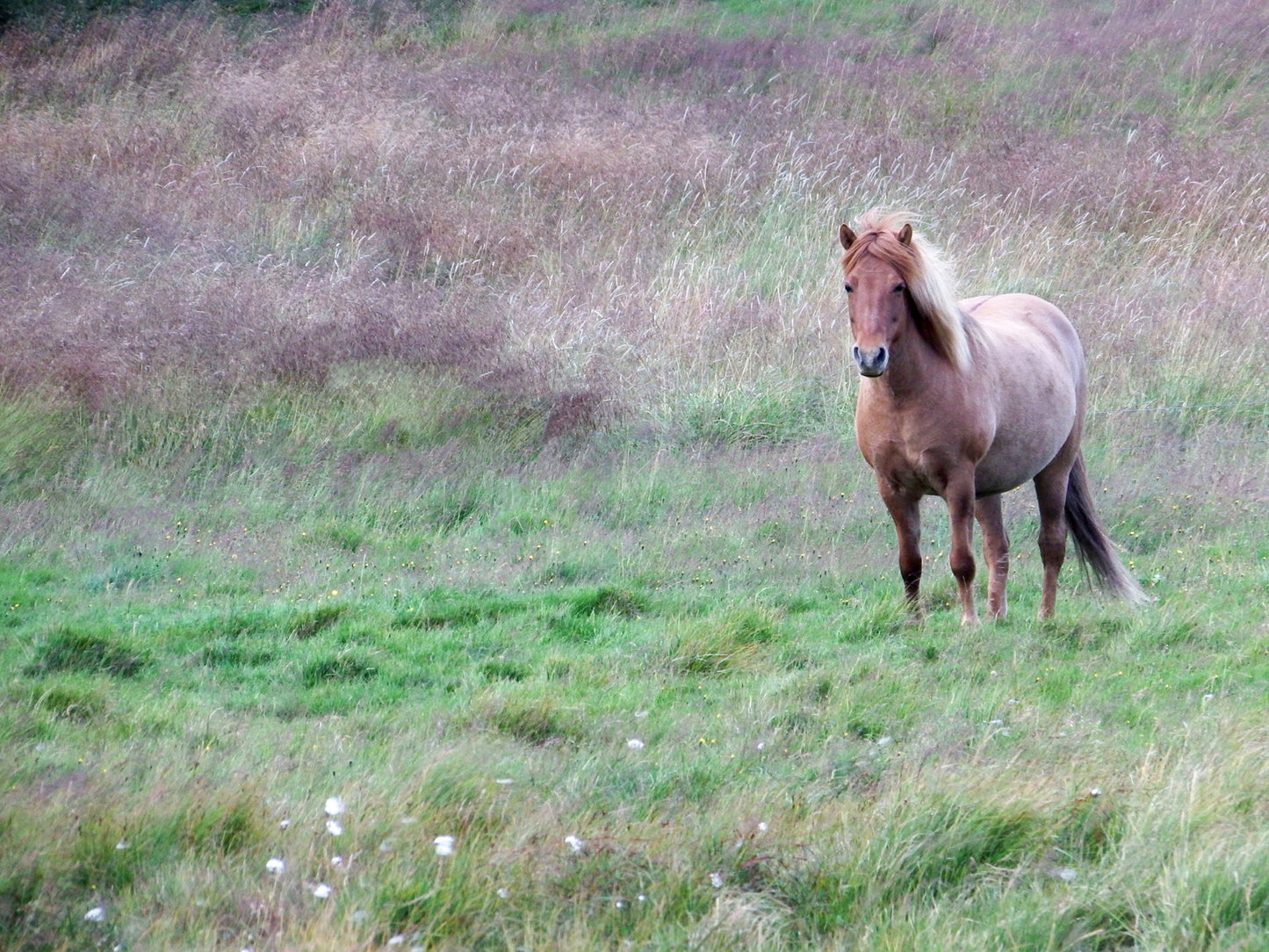 Wild, brown Icelandic horse in Iceland. Fine Art Photography. Kristen Olivares