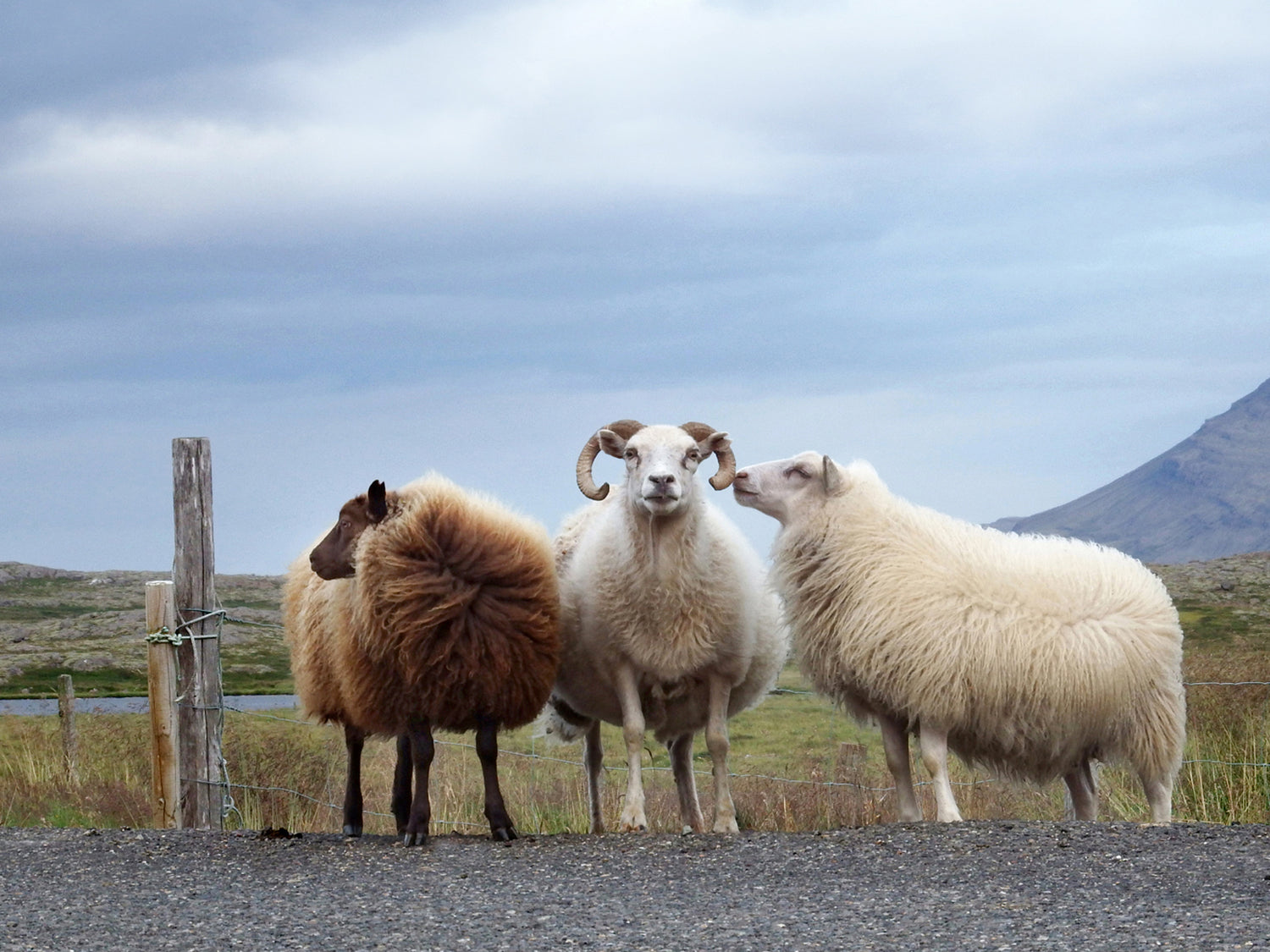 Three sheep in Iceland. Fine Art Photography. Kristen Olivares