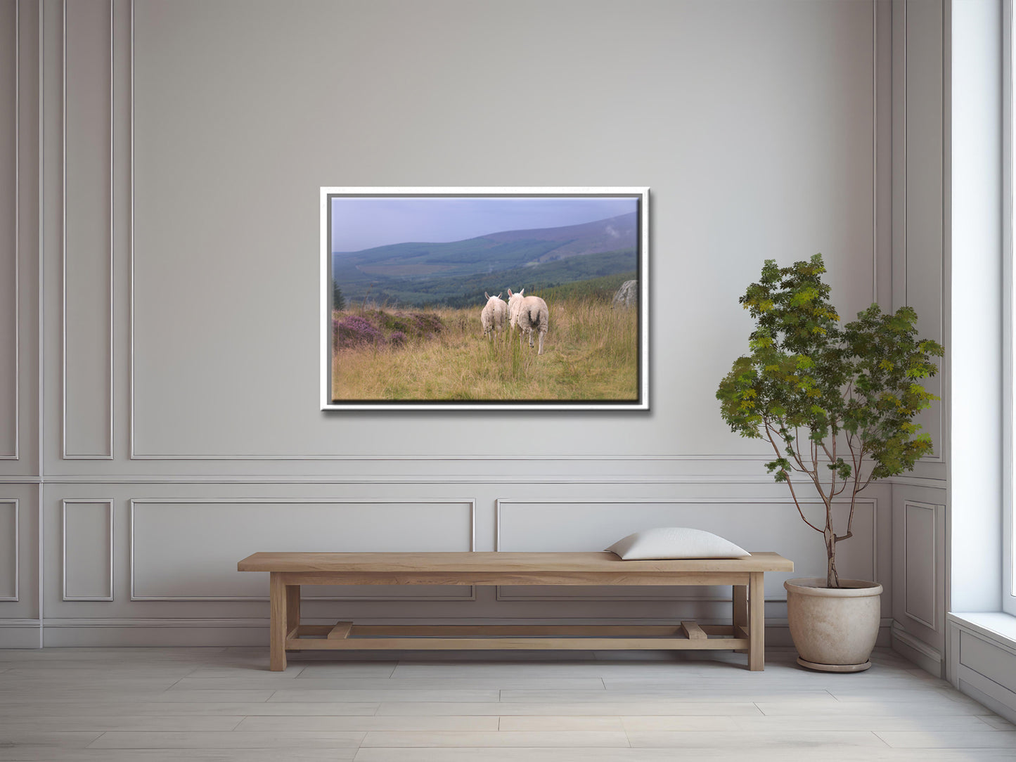Two sheep walk along side by side among the heather fields in Ireland. Framed Canvas Wall Art by Kristen Olivares