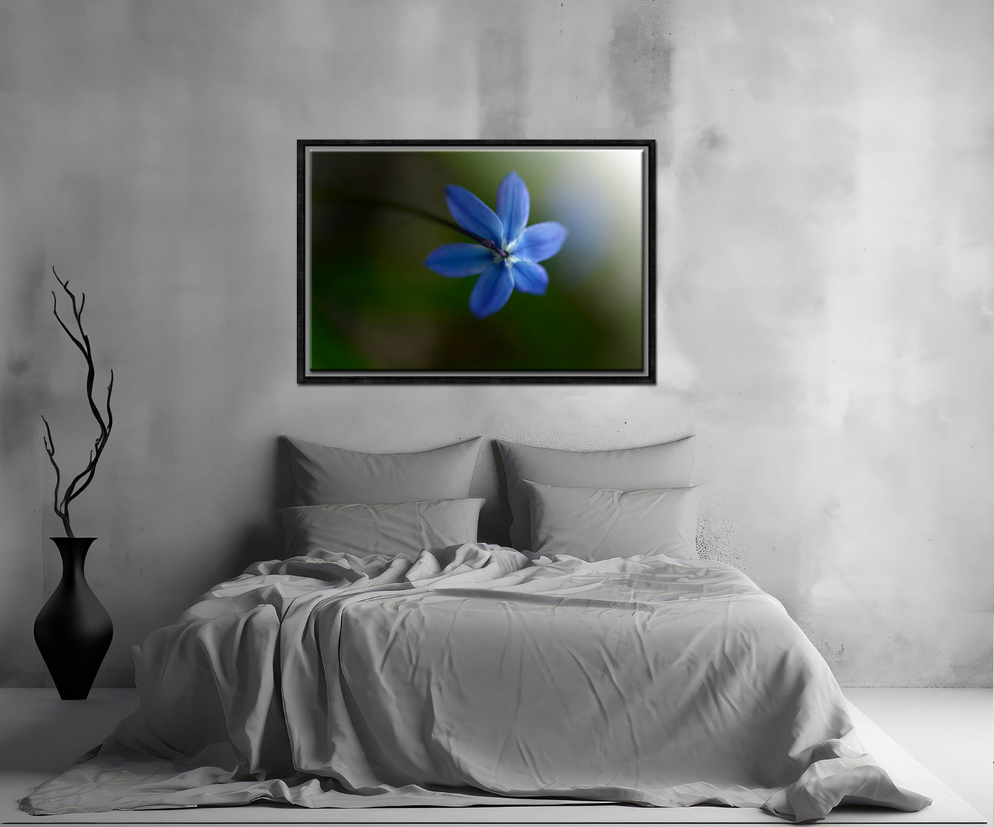 Beautiful blue Siberian Squill flower, above shot. Framed Canvas Fine Art Photography by Kristen Olivares.