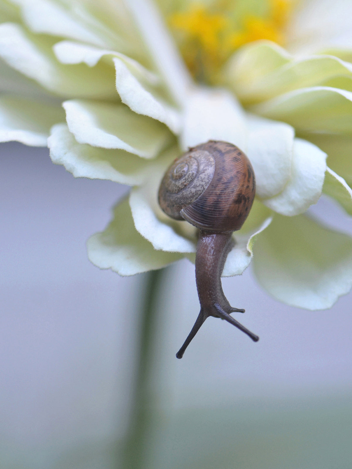 Brown snail crawling on a cream-colored flower. Fine Art Photography. Kristen Olivares