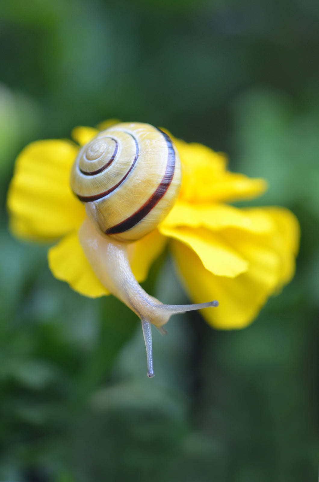 A yellow snail crawling along a yellow magnolia flower. Fine Art Photography. Kristen Olivares