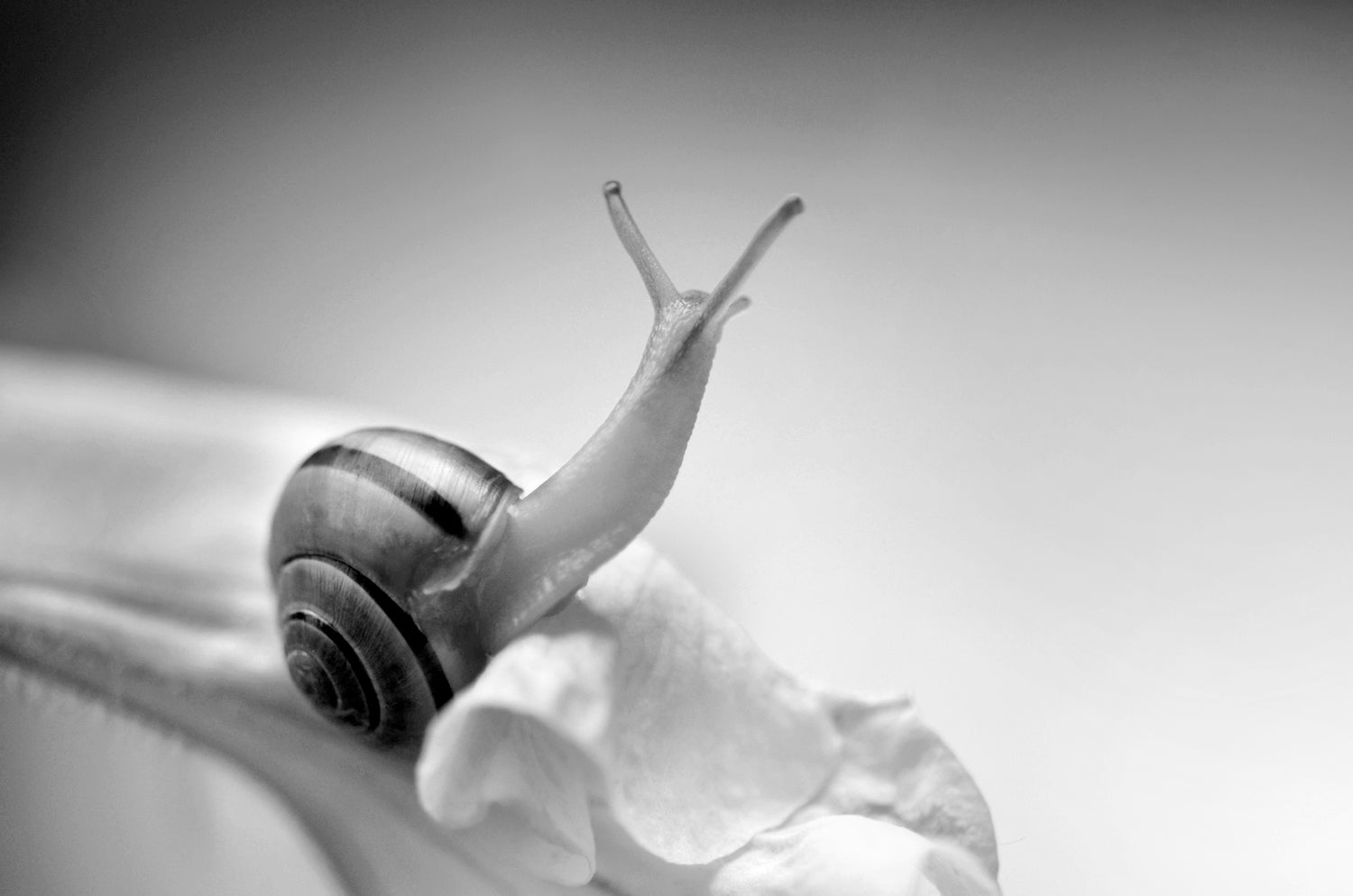 Snail reaching for the light. Black and white. Fine Art Photography. Kristen Olivares