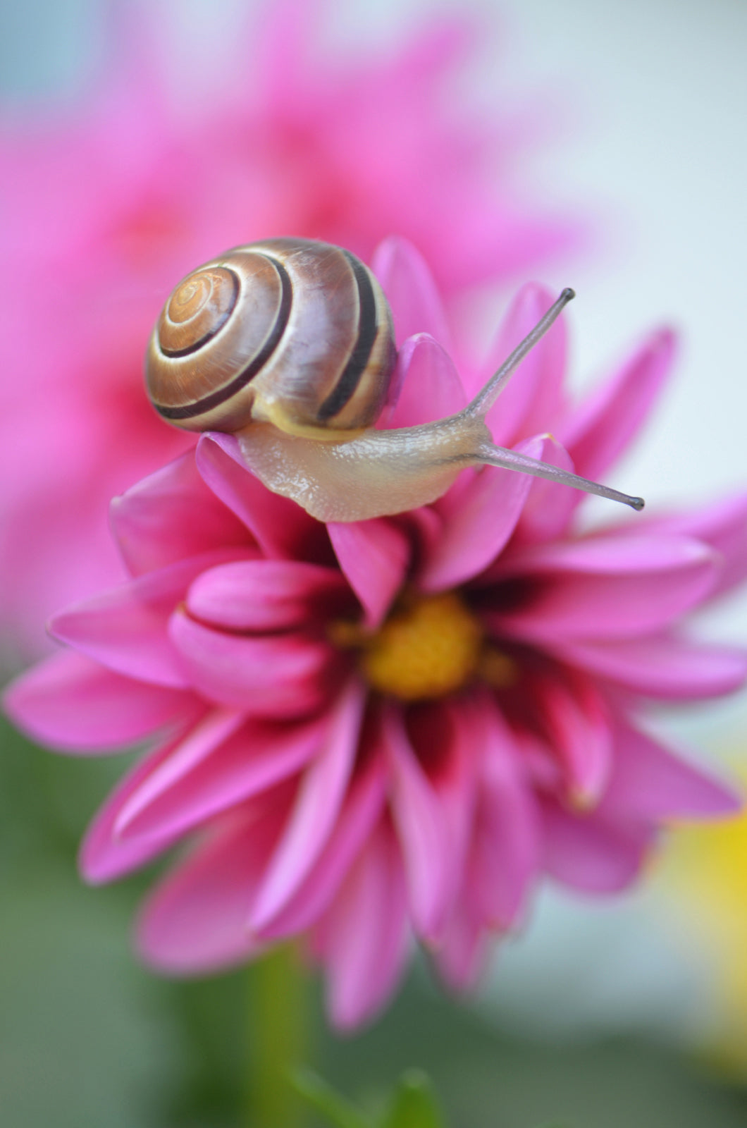 Brown snail crawling along a bright pink flower.  Fine Art Photography. Kristen Olivares