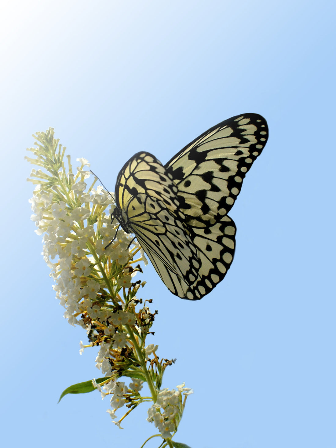 The Power of Delicate Wings