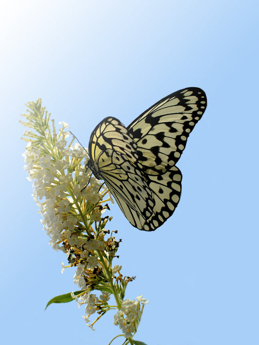 The Power of Delicate Wings
