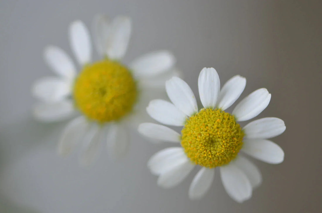 Well, My Son Had the Answer