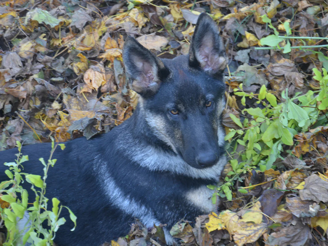 Denali