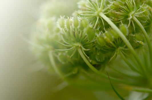 Showing A Little Bit of Gratitude