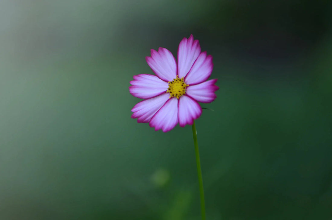 Your Word for the New Year