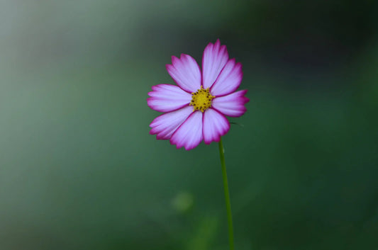 Your Word for the New Year