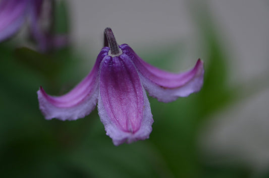 The Beautiful Thread Between Art and Words