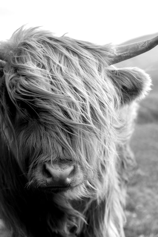 Sitting With the Highland Cattle