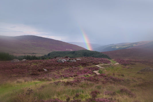 Rainbow over a field of purple Heather flowers in Ireland