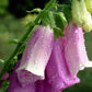 Raindrops on pink Foxglove flowers.  Fine Art Photography. Kristen Olivares