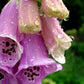 Pink Foxglove flowers in the rain.  Fine Art Photography. Kristen Olivares