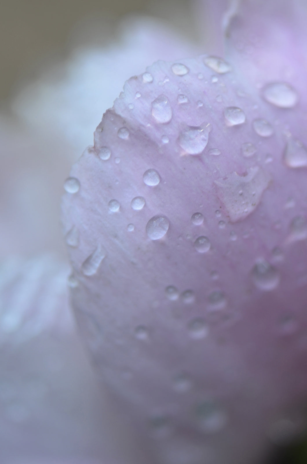 Rain drops on the petals of a pink Peony.  Fine Art Photography. Kristen Olivares