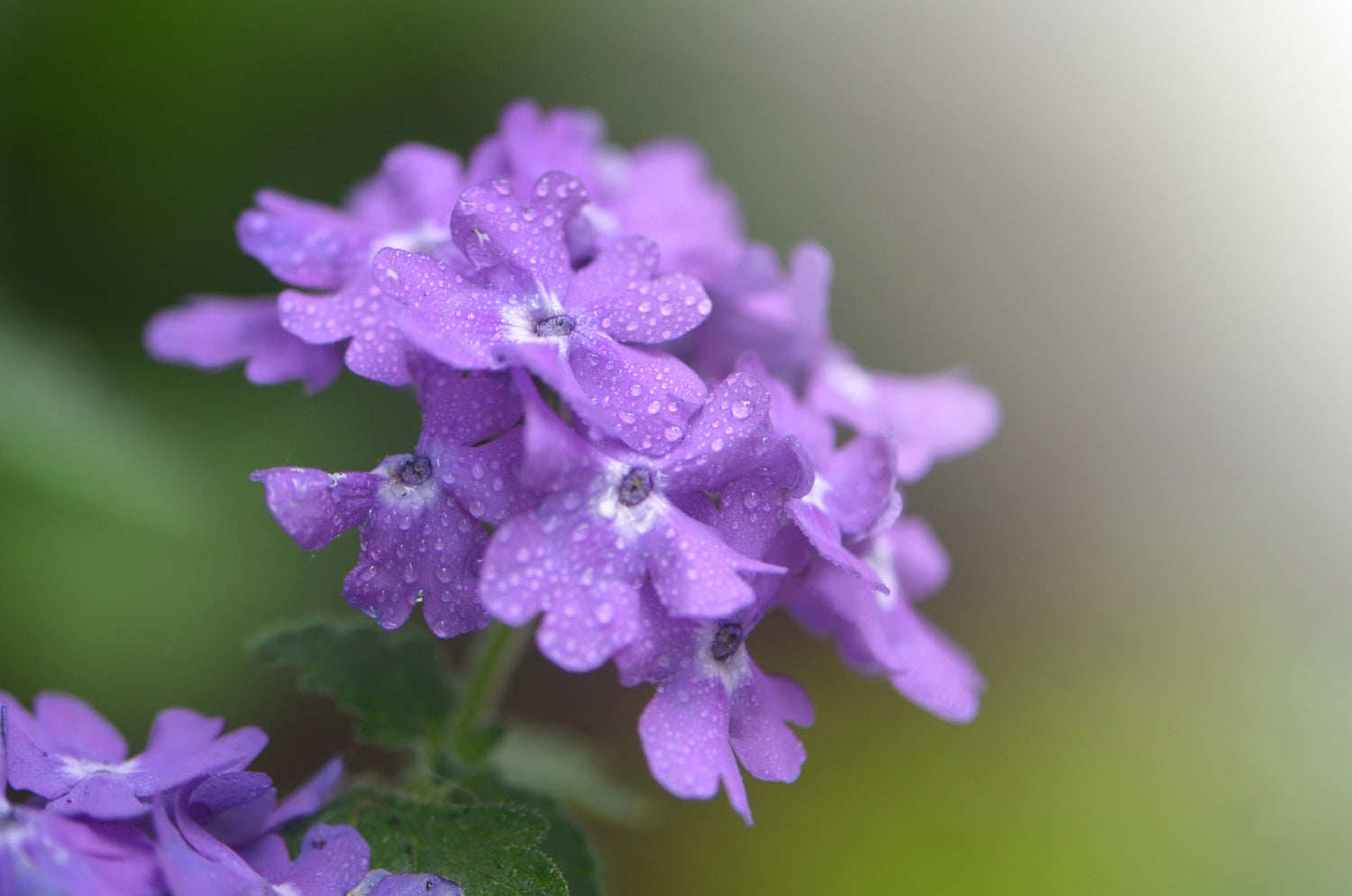 Purple Phlox with beaded up rain drops.  Fine Art Photography. Kristen Olivares