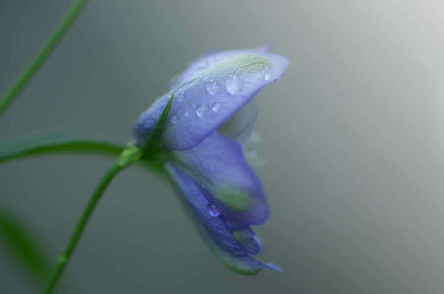Blue Delphinium flower after the rain.  Fine Art Photography. Kristen Olivares