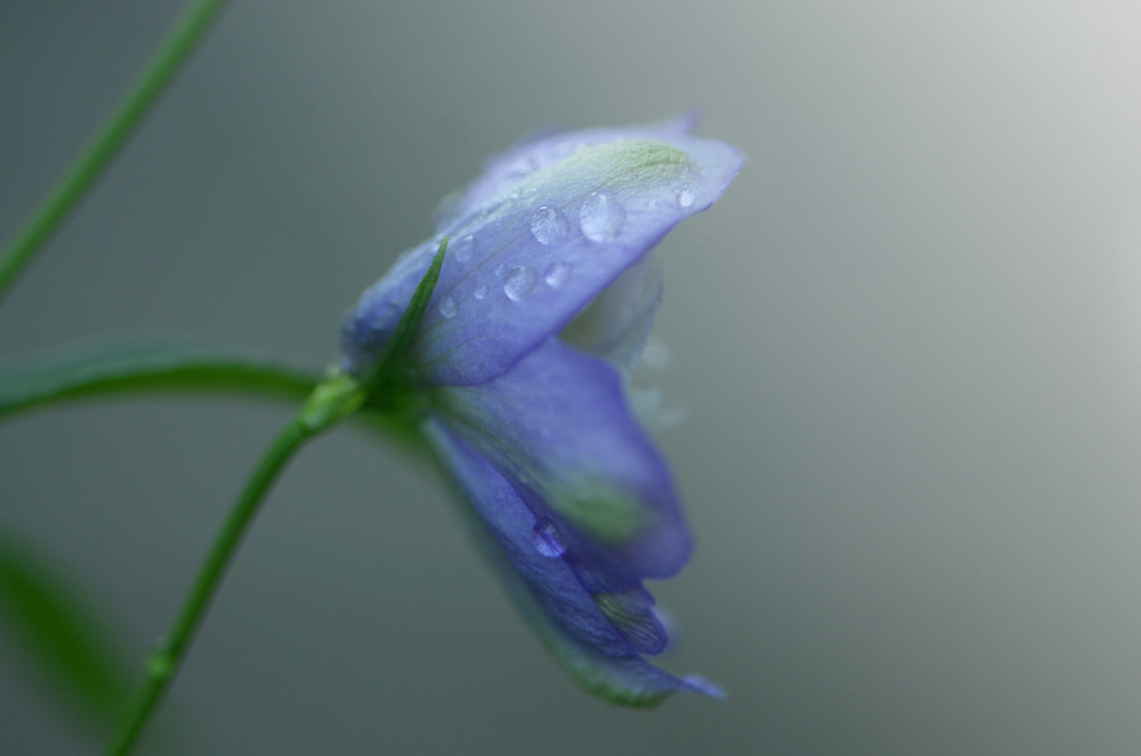 Blue Delphinium flower after the rain.  Fine Art Photography. Kristen Olivares