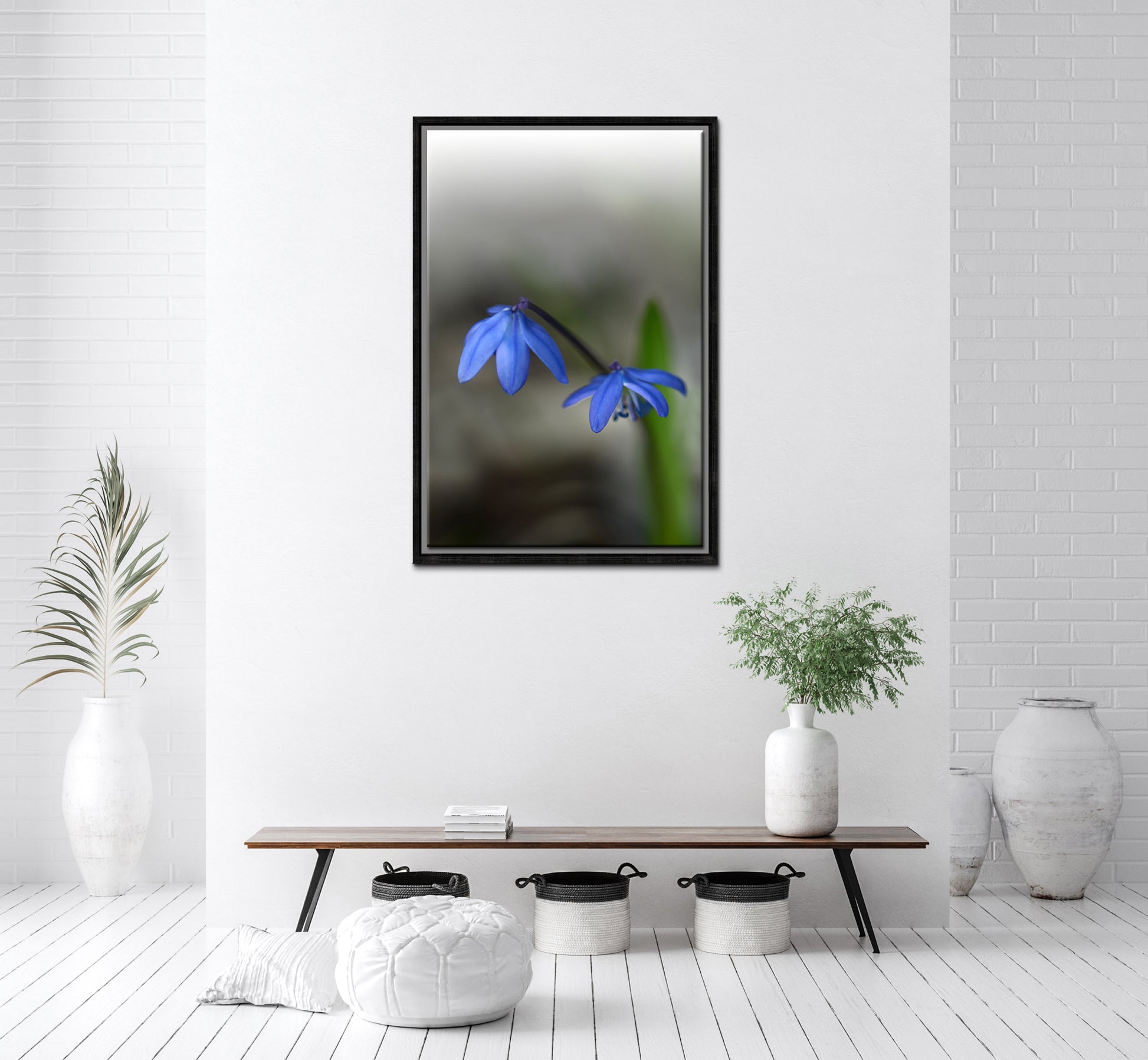 Blue Siberian Squill Flowers. Framed Canvas wall art by Kristen Olivares.