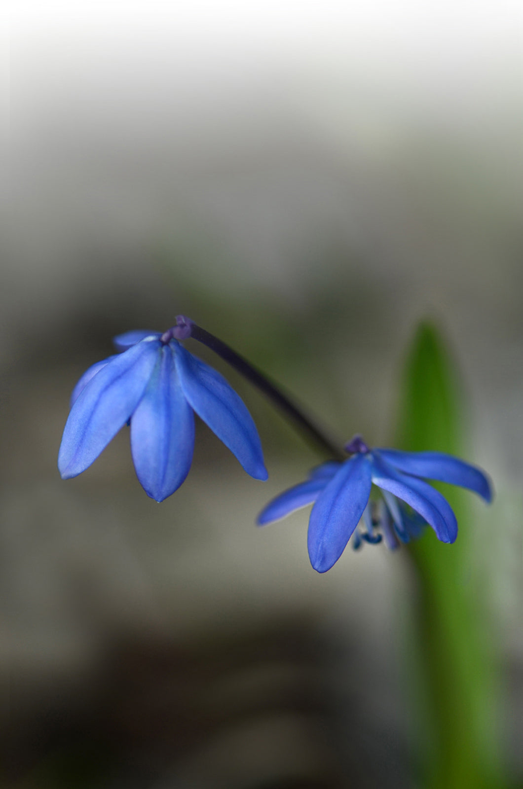 Blue Siberian Squill Flowers.  Fine Art Photography. Kristen Olivares